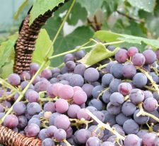 composition-du-vin