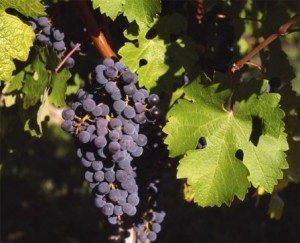cabernet sauvignon cabernet-sauvignon-300x243-1