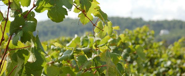 vignoble-bourgogne